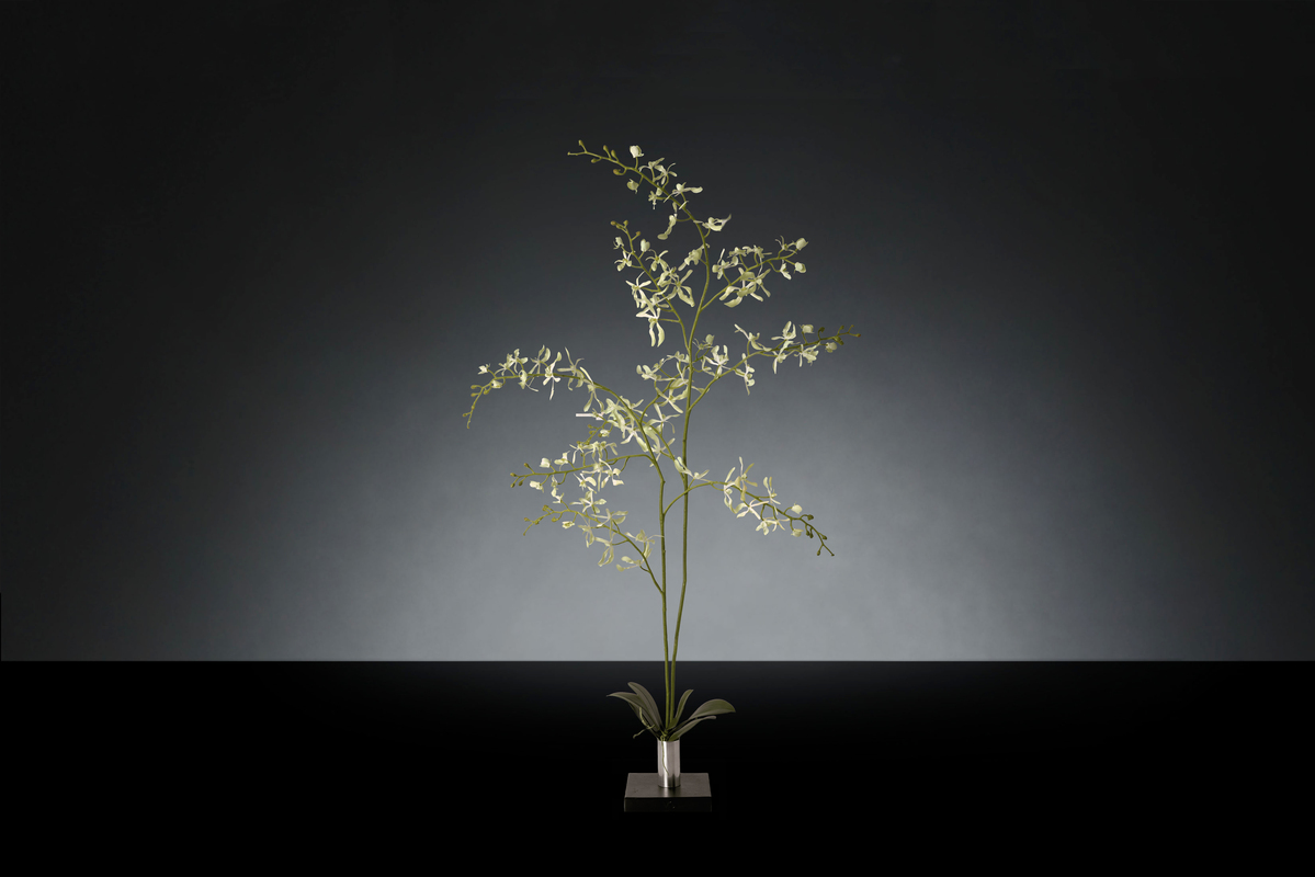 1700221191-1142931.96 CAMBRIA ORCHID_2LOW